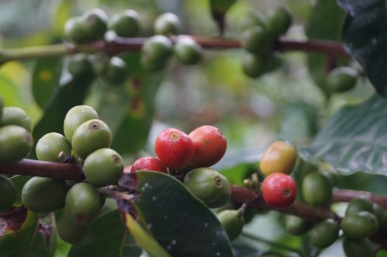 How to Grind Coffee Beans Like a Pro: Tips and Techniques for the Perfect Brew