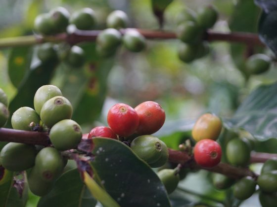 How to Grind Coffee Beans Like a Pro: Tips and Techniques for the Perfect Brew