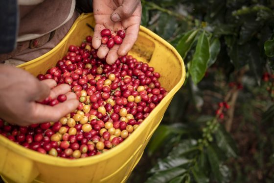 Stay Caffeinated on-the-Go with Starbucks Coffee Travelers