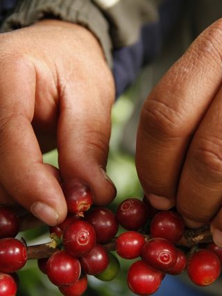 The Science Behind the Perfect Coffee Bean Blend