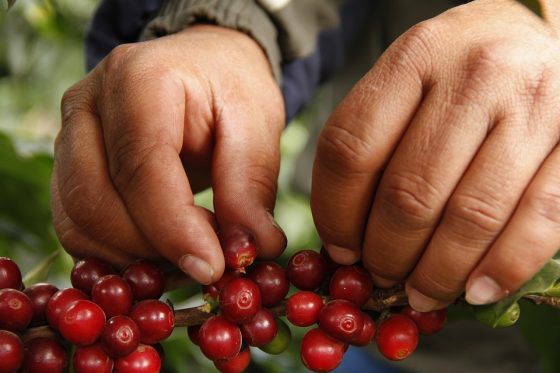 The Science Behind the Perfect Coffee Bean Blend