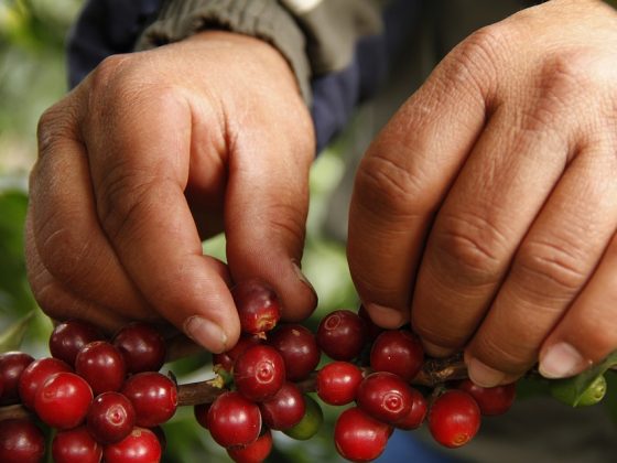 The Science Behind the Perfect Coffee Bean Blend